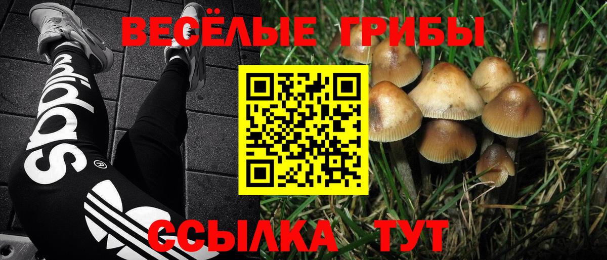Волжск  Галлюциногенные грибы прущие грибы  Вход с VPN 